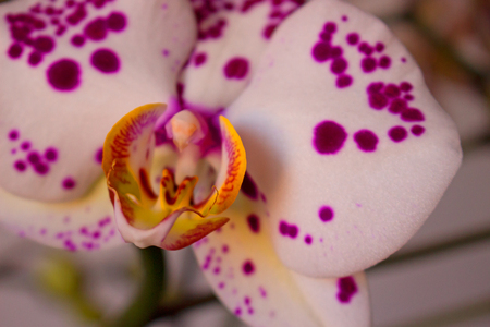 Orchid.の写真素材