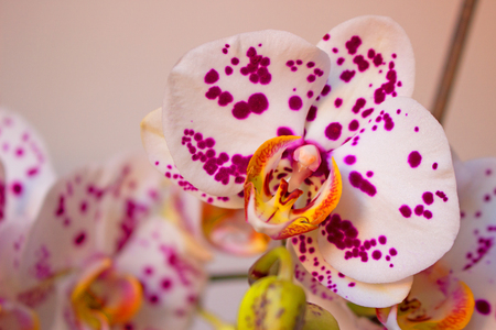 Orchid.の写真素材