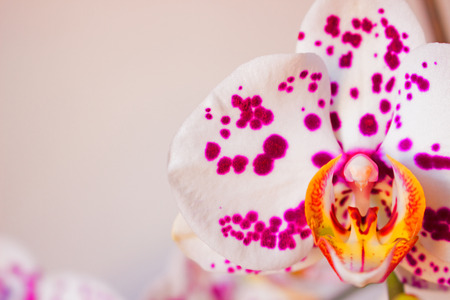 Orchid.の写真素材