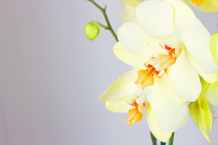 Orchid.の写真素材