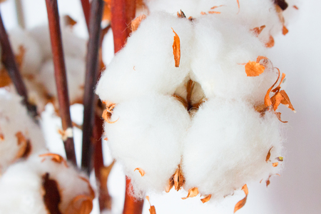 Cotton.の写真素材