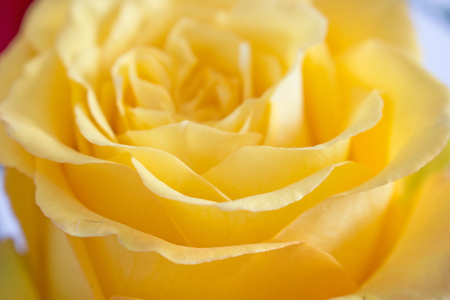 Rose.の写真素材