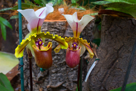 Orchid.の写真素材