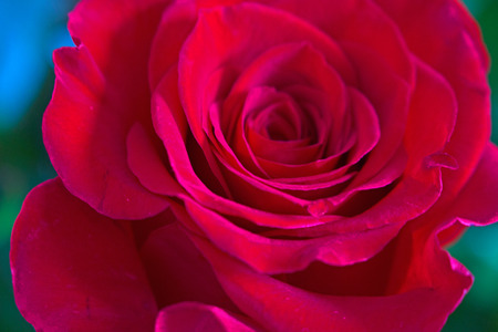 Rose.の写真素材