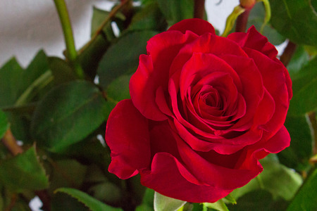 Rose.の写真素材