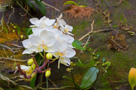 Orchid.の写真素材