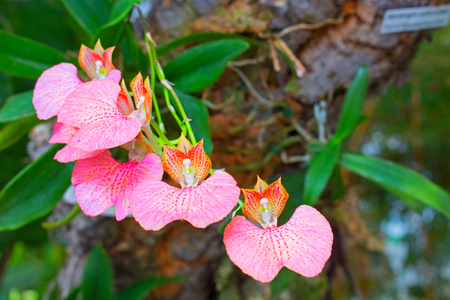 Orchid.の写真素材