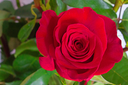 Rose.の写真素材