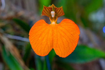 Orchid.の写真素材
