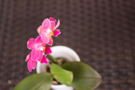 Orchid.の写真素材