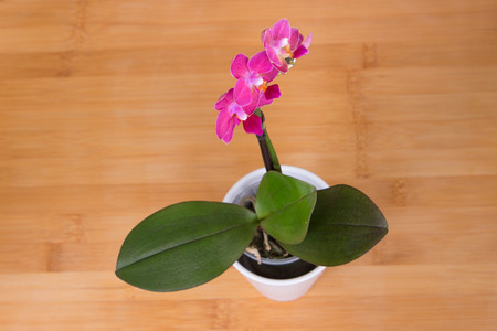 Orchid.の写真素材