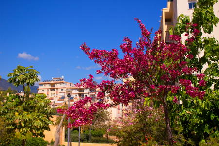 Beautiful pink flowers. Mediterranean tree. Spring plant.の写真素材