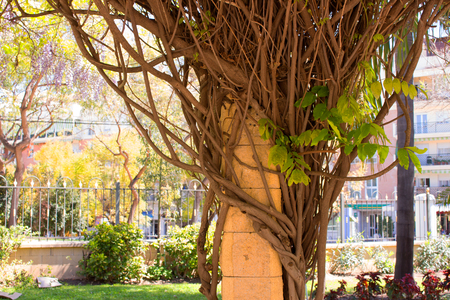 Beautiful column. Old plant, green leafs. Park.の写真素材