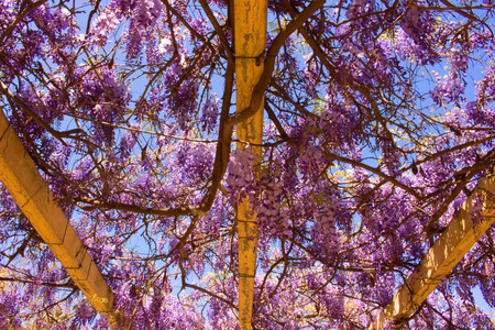 Acacia. Beautiful flowers.Park. Violet plant. Garden.の写真素材