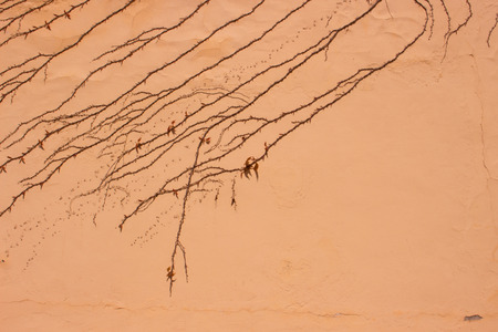 Wall and plant. Building decoration. Architecture. Nature.の写真素材