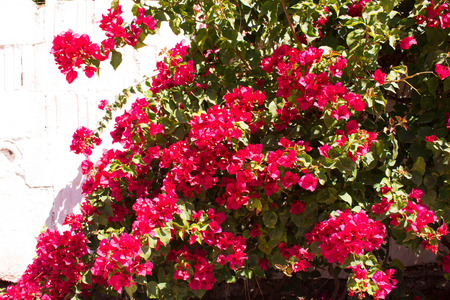 Beautiful pink flowers. Mediterranean tree. Spring plant.の写真素材