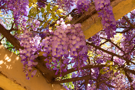 Acacia. Beautiful flowers.Park. Violet plant. Garden.の写真素材