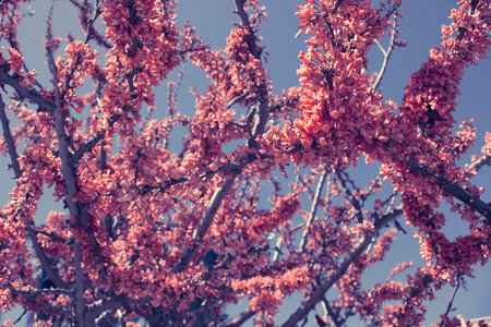 Flowers. Beautiful tree. Sky and spring plant. Macro.