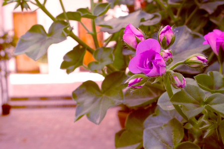 Flowers. Beautiful pink plant. Sky and spring plant. Macro.の写真素材