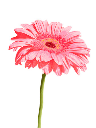 Gerber. Vector illustration. Beautiful flower design.のイラスト素材