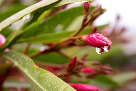 Drops. Beautiful flowers after the rain. Macro.の写真素材