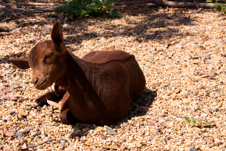 Goat. Beautiful little brown goat. Farm animal.の写真素材