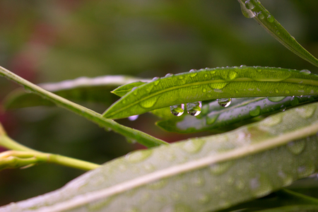 Drops. Beautiful green plant. After the rain.の写真素材