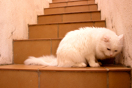 Cat. Beautiful white domestic animal. Turkish Angora.の写真素材
