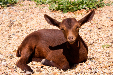 Goat. Beautiful little brown goat. Farm animal.の写真素材