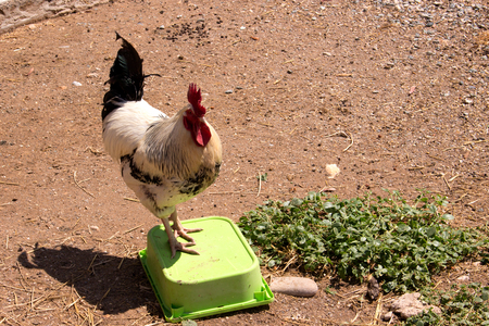 Cock. White and black domestic bird. Farm animal.の写真素材