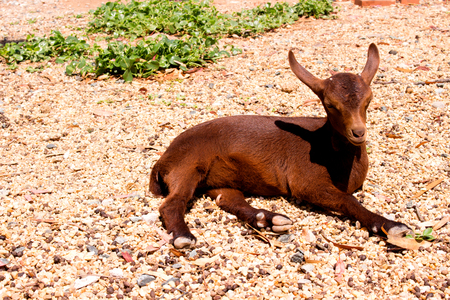 Goat. Beautiful little brown goat. Farm animal.の写真素材