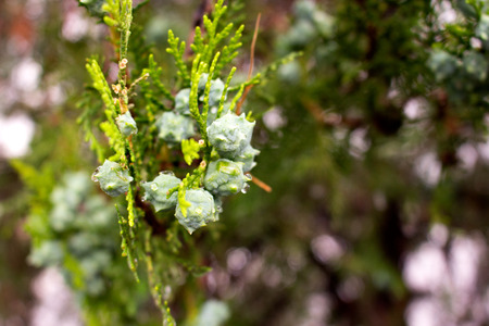 Drops. Beautiful green plant. After the rain.の写真素材