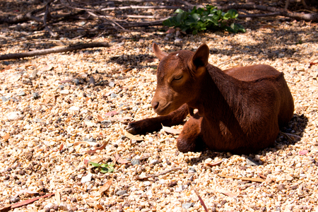 Goat. Beautiful little brown goat. Farm animal.の写真素材