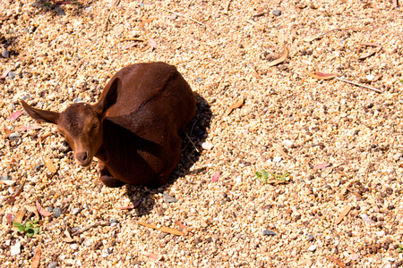 Goat. Beautiful little brown goat. Farm animal.の写真素材