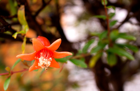 Garnet. Beautiful little garnet flower. Tropical plant. Macro.の写真素材
