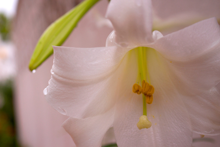 Lily. Beautiful white flower after the rain.の写真素材