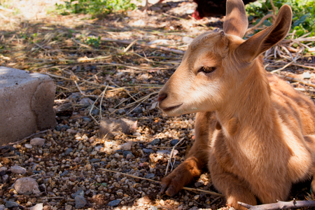 Goat. Beautiful little beige goat. Farm animal.の写真素材