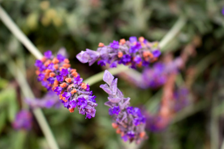 Lavender. Beautiful aromatic flowers. Spring plant. Macro.の写真素材
