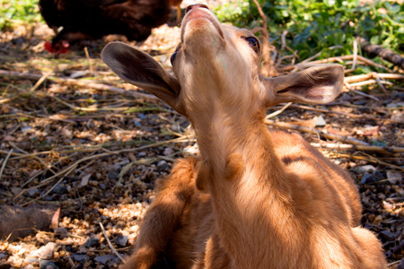 Goat. Beautiful little beige goat. Farm animal.の写真素材