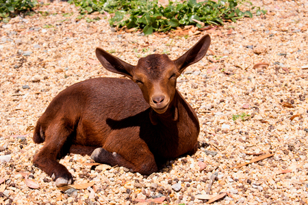Goat. Beautiful little brown goat. Farm animal.の写真素材