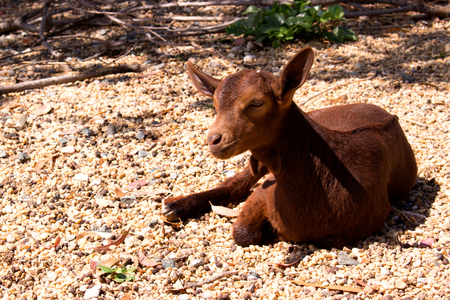 Goat. Beautiful little brown goat. Farm animal.の写真素材