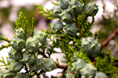 Drops. Beautiful green plant. After the rain.の写真素材