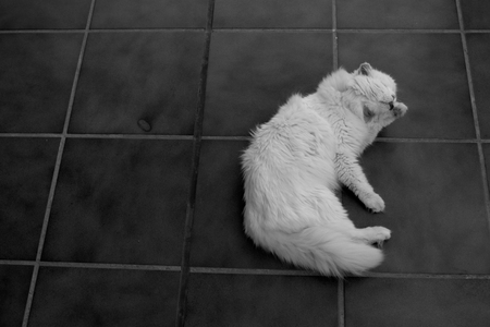 Cat. Beautiful white domestic animal. Turkish Angora. Black and white.の写真素材