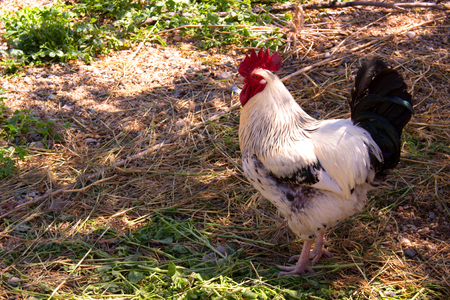 Cock. White and black domestic bird. Farm animal.の写真素材