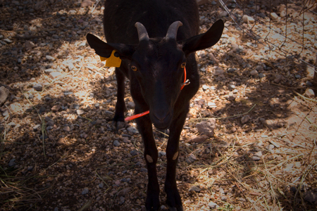 Goat. Black goat. Young animal farm. Domestic.の写真素材