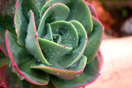 Drops. Beautiful green plant. After the rain.の写真素材