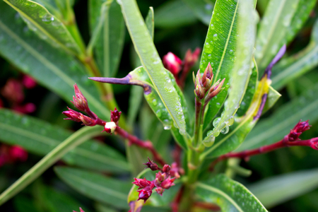 Drops. Beautiful flowers after the rain. Macro.の写真素材