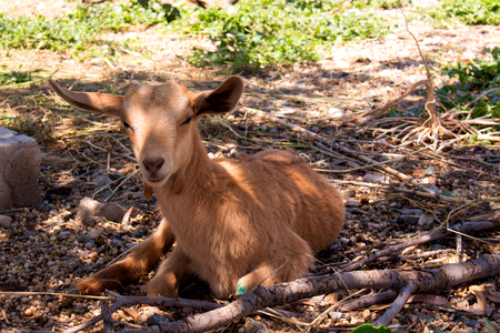 Goat. Beautiful little beige goat. Farm animal.の写真素材