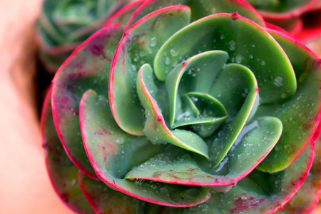 Drops. Beautiful green plant. After the rain.の写真素材