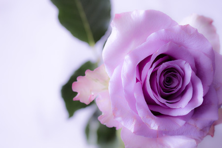 Rose. Beautiful pink rose. Fresh and soft color. Macro.の写真素材